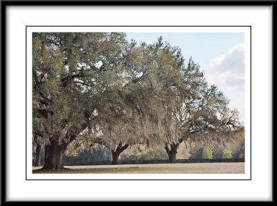 Live Oak Trees.jpg