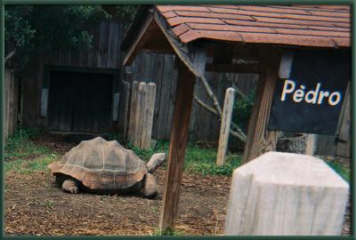 Pedro the Turtle