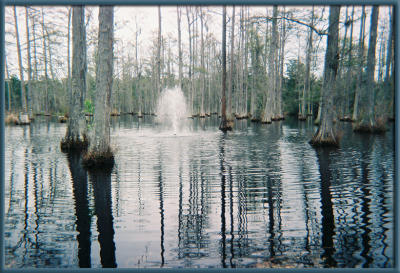 Olivia's Mom's favorite photo from Cypress Gardens