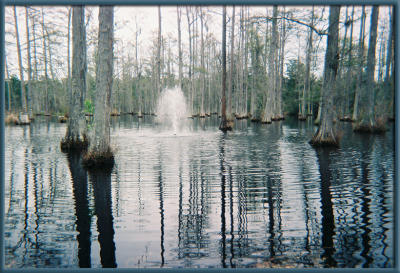 g3/17/553517/3/57727402.BaldCypressswamp.jpg