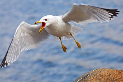 Sea Gulls