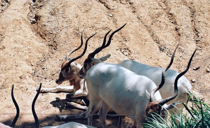 08 addax.JPG