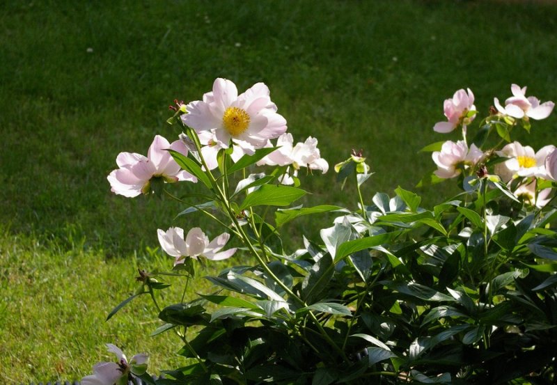 3298 peonies 1.JPG