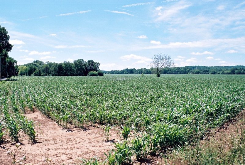 14A_bottomland.JPG