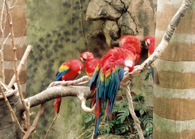 03_parrots_2.JPG