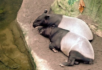 10-tapirs.JPG
