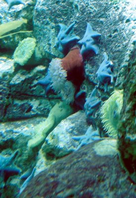 11_blue-starfish.JPG