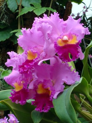 orchidshow0046.JPG