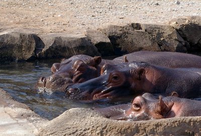 04_3036_3_hippos_a.JPG