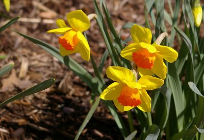 09_3077_daffodils.JPG