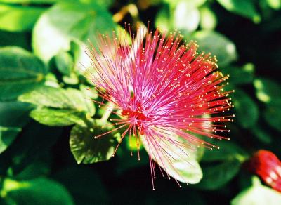 red burst.jpg
