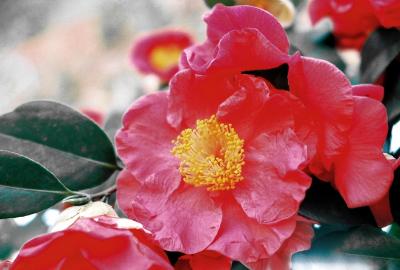 camellia.jpg.jpg