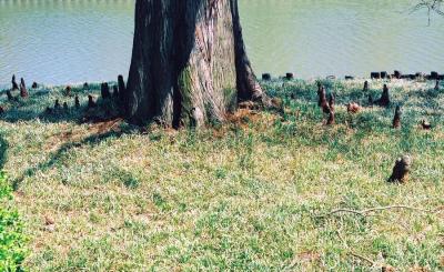cypressknees.jpg