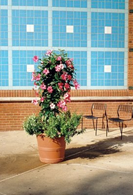 04_potted.jpg
