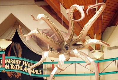 23_squid_face.jpg