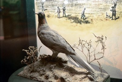 24_passenger_pigeon.jpg