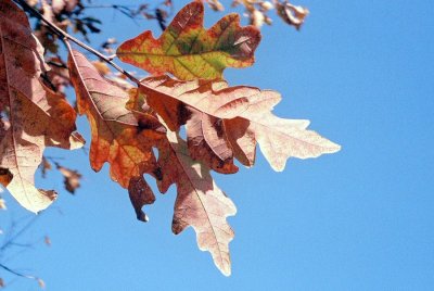 Along Highway 30 This Fall