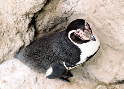 01_cornered_penguin.jpg