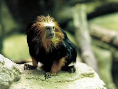 18_lion_head_monkey_2.JPG