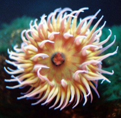 19_anemone_1.jpg