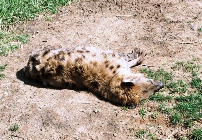 013_hyena_nap.JPG