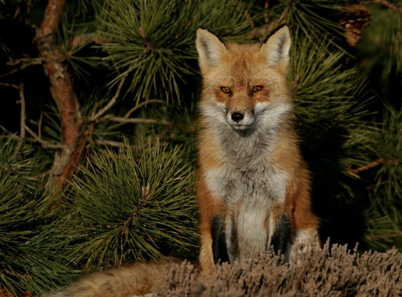 Fox