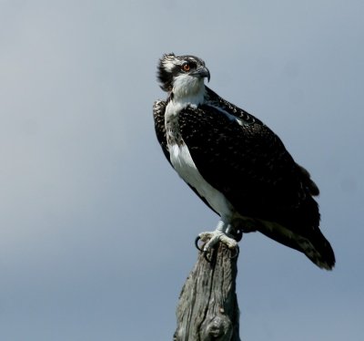 Juvenile Osprey