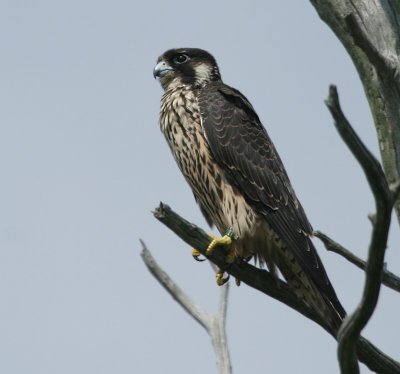 Peregrine_Falcon