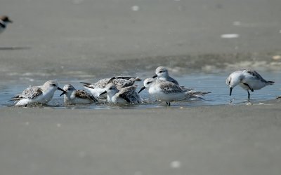 Sanderlings