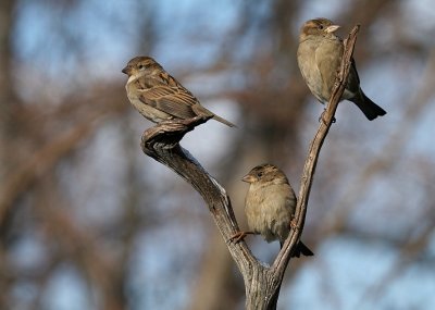 House Sparrow