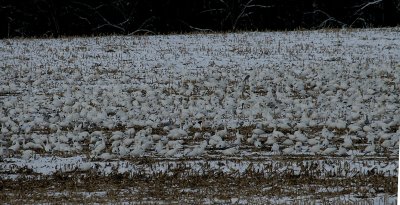 IMG_5321_2.jpg