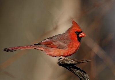 IMG_6005_2.jpg
