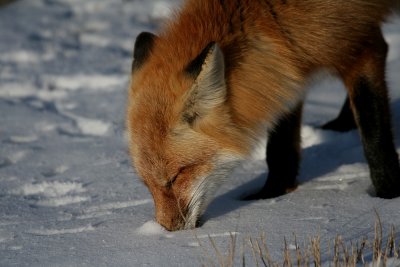IMG_7095_2.jpg