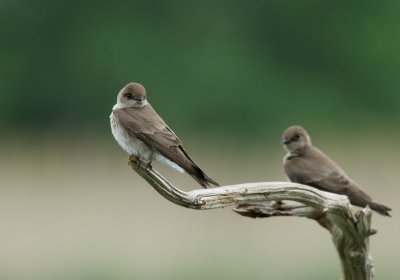 IMG_0686_2.jpg