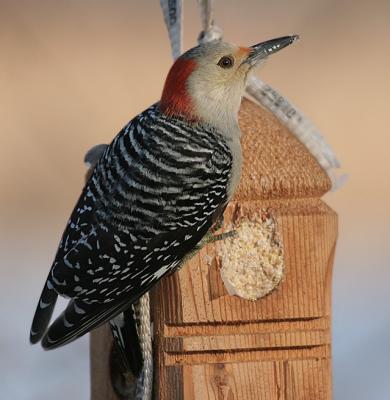 Red-bellied Wodpecker