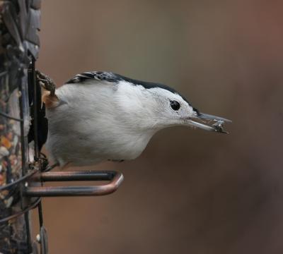 White-breasted Nuthatch