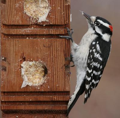 Downy Wodpecker