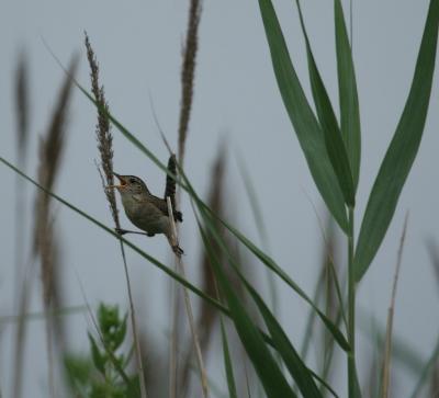 Marsh Wren