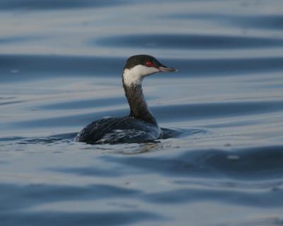 Horned Grebe