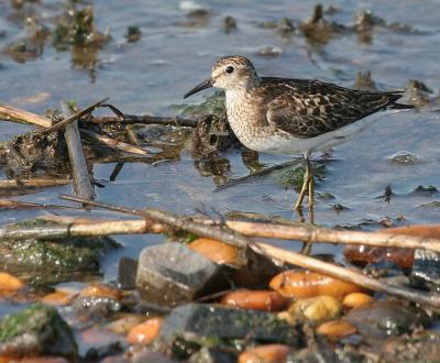 Least Sandpiper