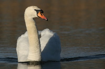 Mute Swan