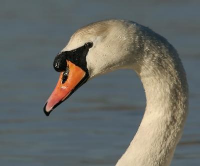 Mute Swan