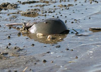 Horseshoe crab 