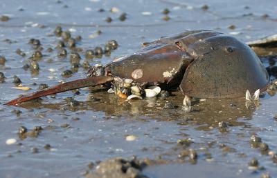 Horseshoe crab