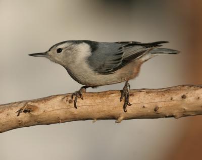 White-breasted Nuthatch