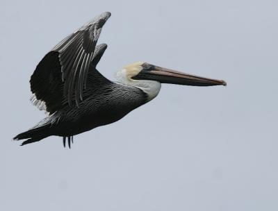 Brown Pelican - (Florida)