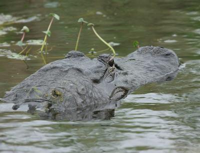 Florida Gator