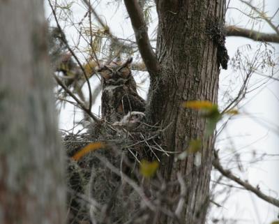 Great Horned Owl - (Florida)