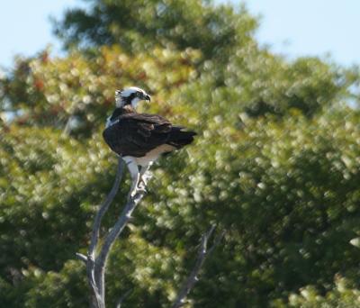 Osprey