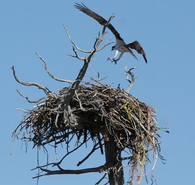 Osprey